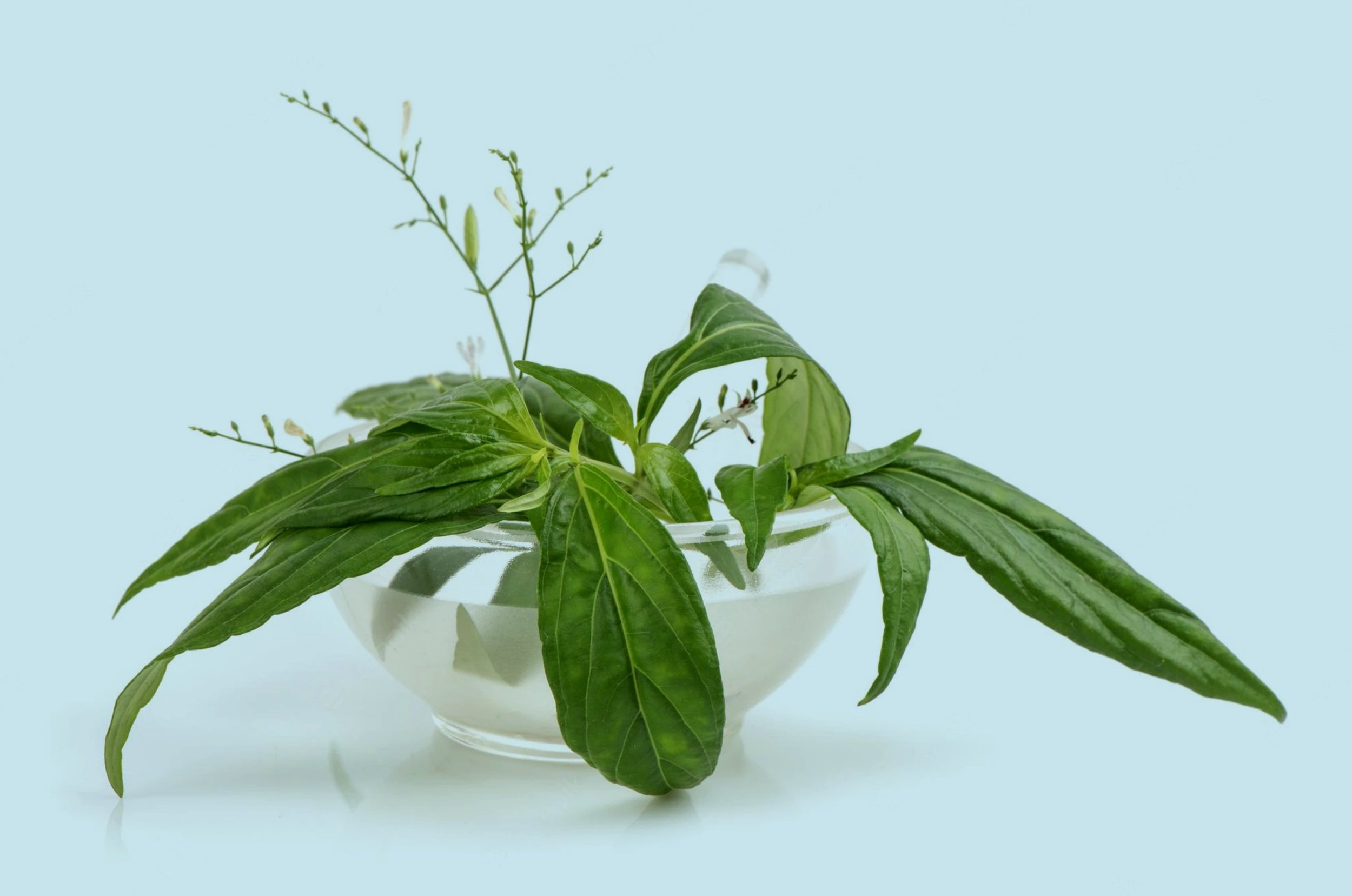 Andrographis and HSV